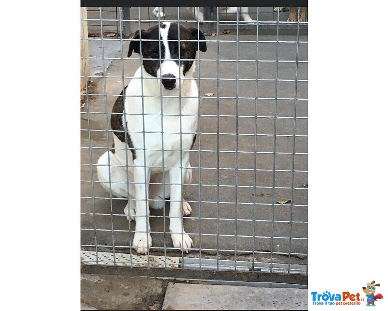 Cesare 4/5anni Dietro le Sbarre,i suoi Amici Adottati,lui 30kg e Nessuno lo Guarda! Sicilia - Foto n. 1