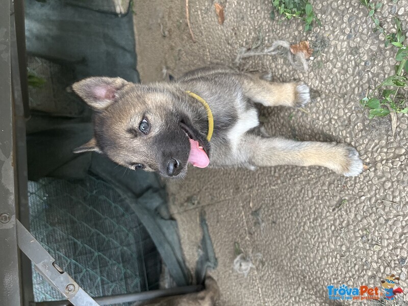 Cuccioli lupo Cecoslovacco/husky - Foto n. 1