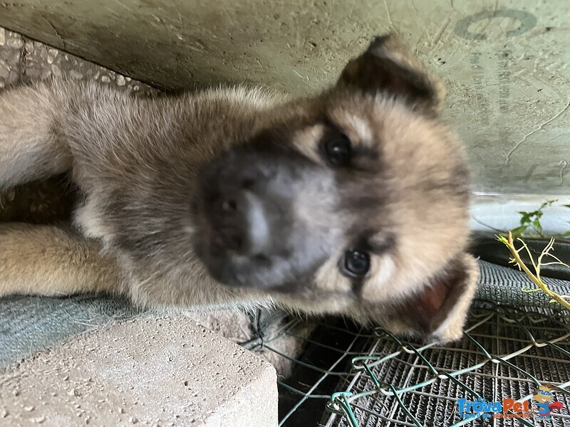 Cuccioli lupo Cecoslovacco/husky - Foto n. 2