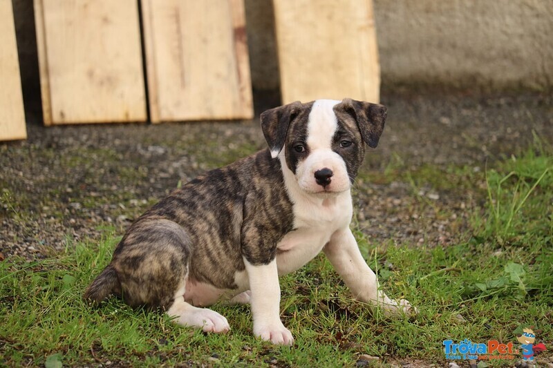 Vendita Cuccioli Simil Amstaff - Foto n. 2