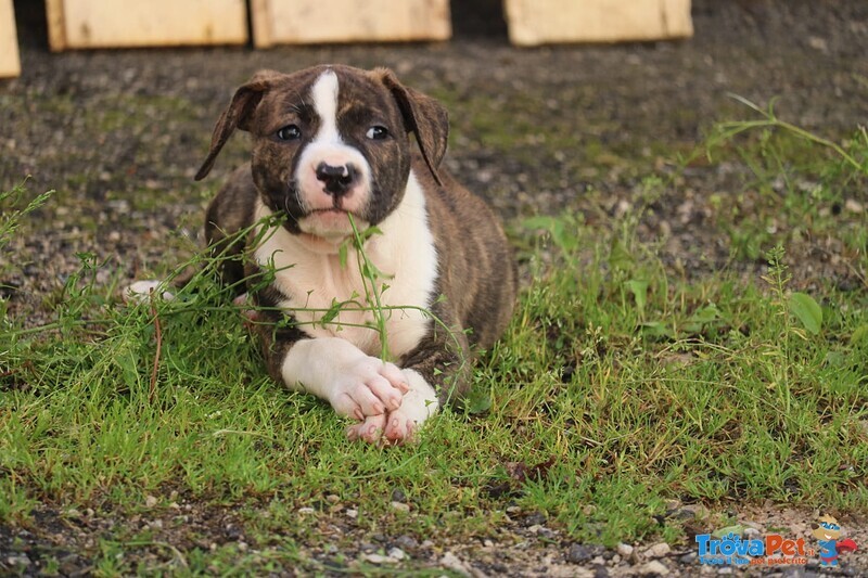 Vendita Cuccioli Simil Amstaff - Foto n. 3