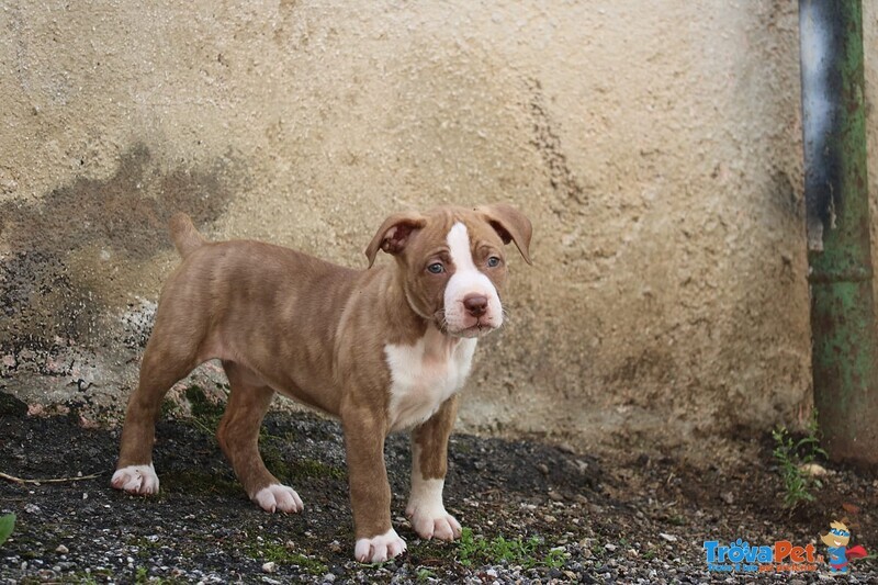 Vendita Cuccioli Simil Amstaff - Foto n. 4