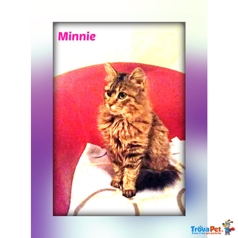 Minnie Gattina Similnorvegese - Foto n. 1