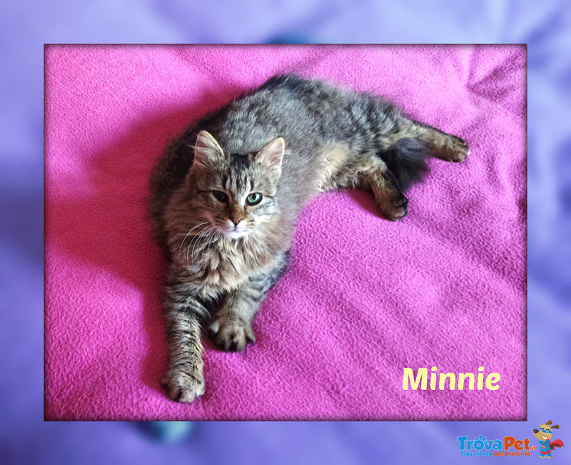 Minnie Gattina Similnorvegese - Foto n. 2