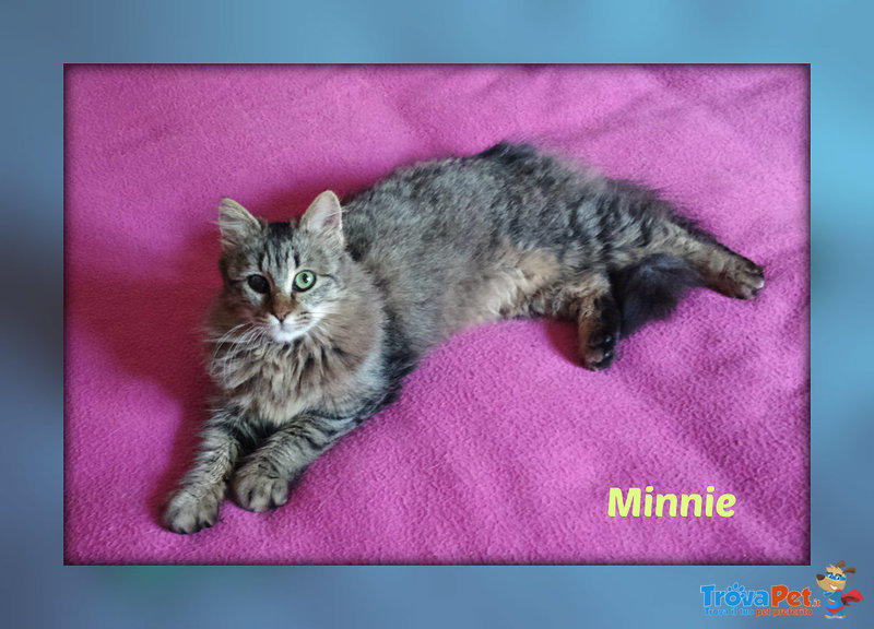 Minnie Gattina Similnorvegese - Foto n. 3