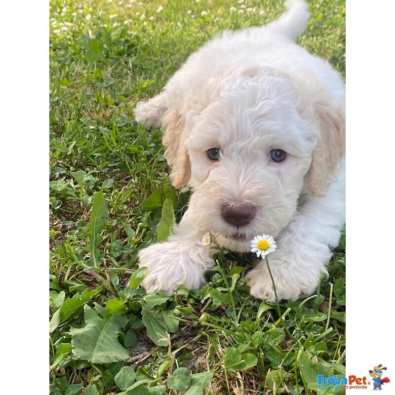 Cuccioli Lagotto Romagnolo - Foto n. 1