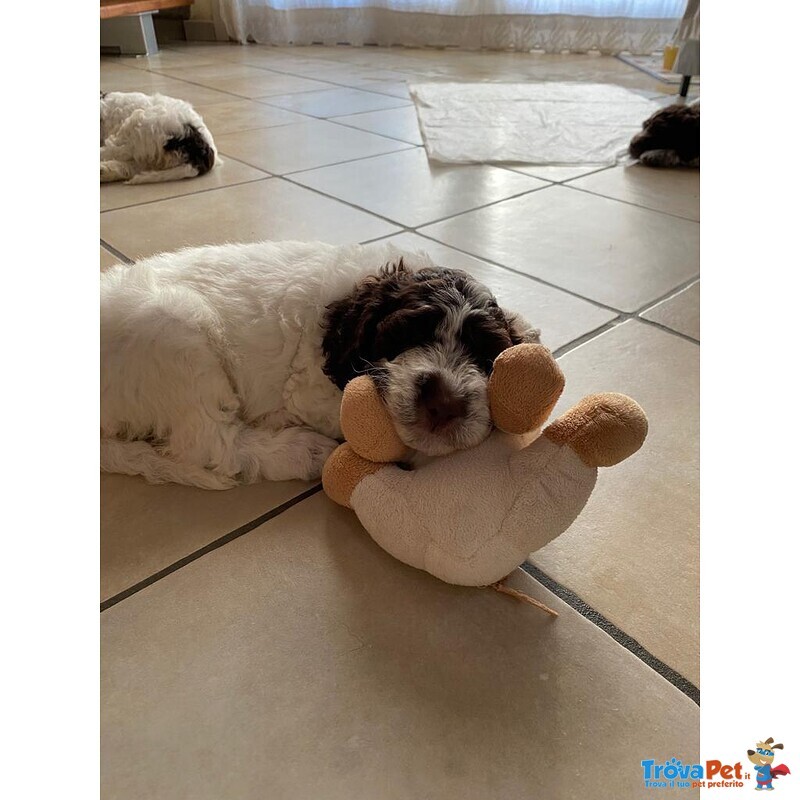 Cuccioli Lagotto Romagnolo - Foto n. 2