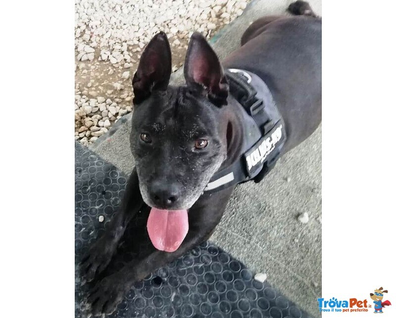 Pitbull Adulto Aspetta Invano da anni Qualcuno che lo Liberi Dalla Progionia. Napoli - Foto n. 1