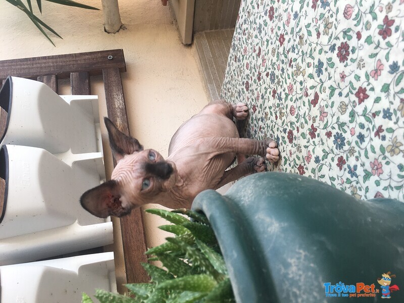 Cuccioli di Sphynx - Foto n. 1