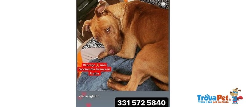 Pitbullina 3anni Color Miele Partita dal sud al Veneto non la Vogliono +!(dopo 2 Settimane!!) - Foto n. 1