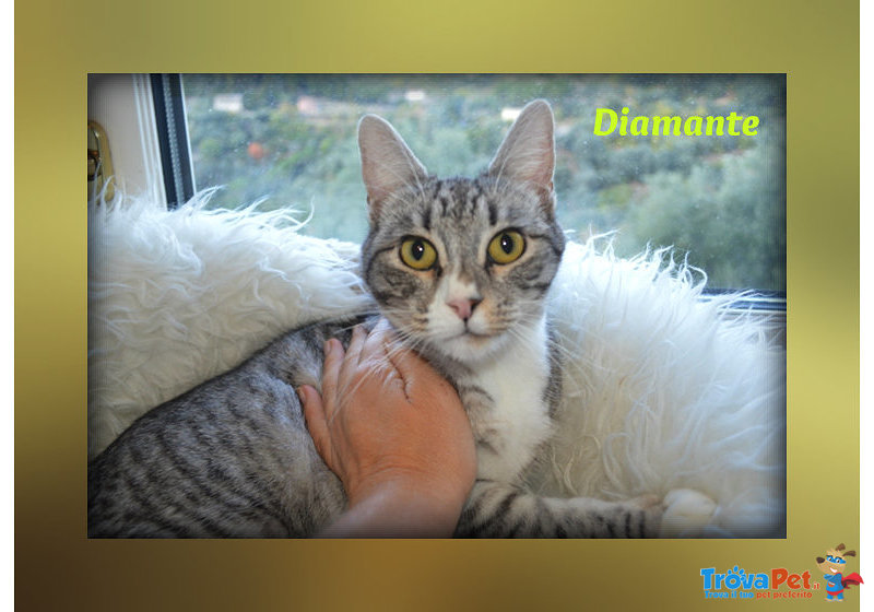 Gattina Diamante Stupenda e Dolcissima! - Foto n. 3