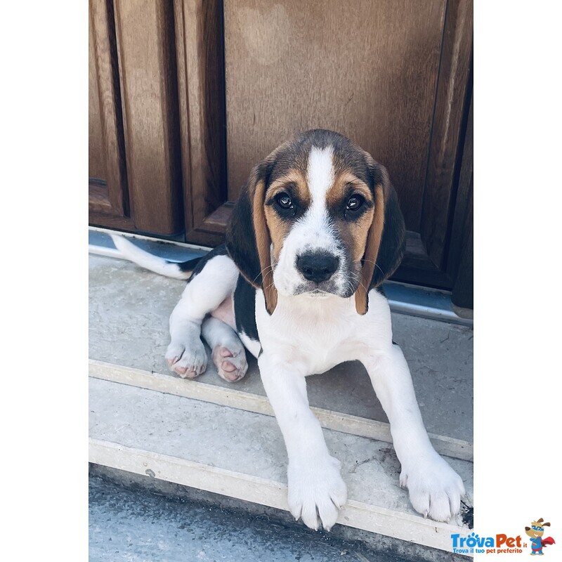 Cuccioli di Beagle - Foto n. 1