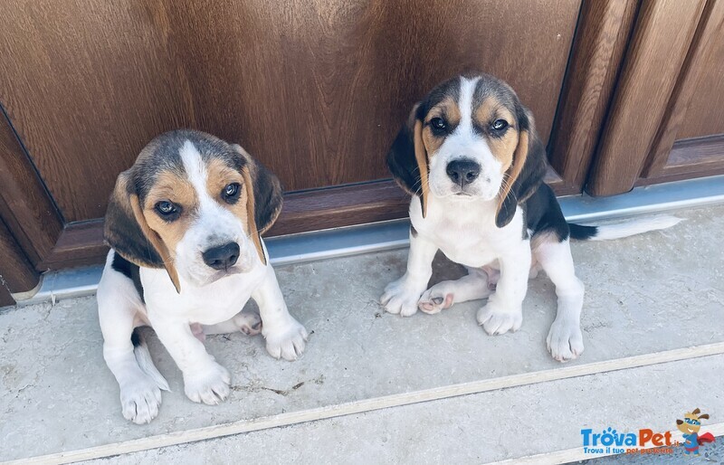 Cuccioli di Beagle - Foto n. 3