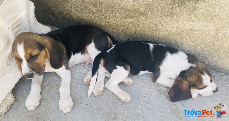 Cuccioli di Beagle - Foto n. 5