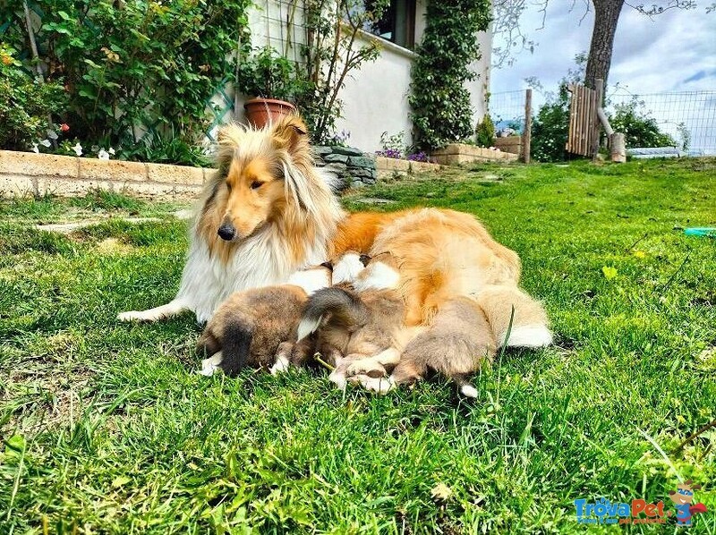 Splendidi Cuccioli di Pastore Scozzese a pelo Lungo Disponibili da metà Giugno - Foto n. 1