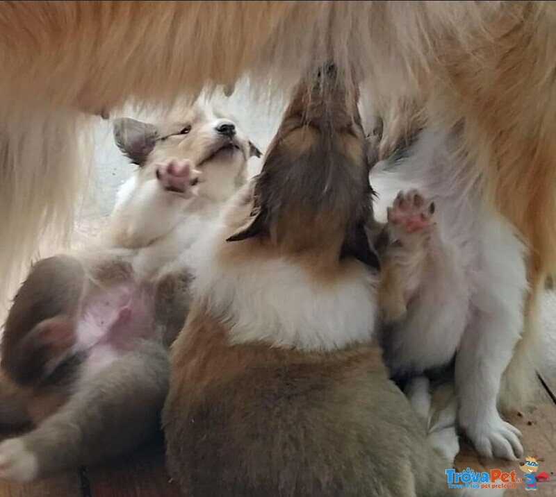 Splendidi Cuccioli di Pastore Scozzese a pelo Lungo Disponibili da metà Giugno - Foto n. 5