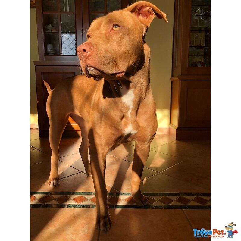 Pitbull red Nose - Foto n. 5