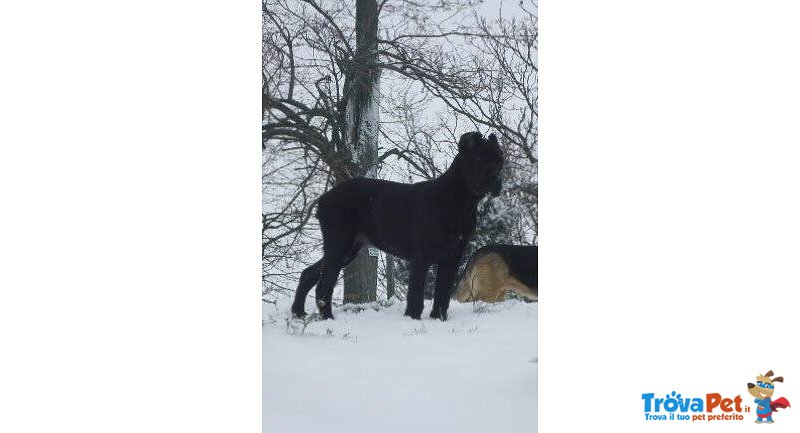 Cuccioli cane Corso Italiano - Foto n. 1