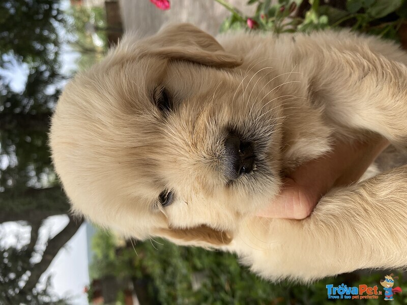 Golden Retriever Cuccioli - Foto n. 1