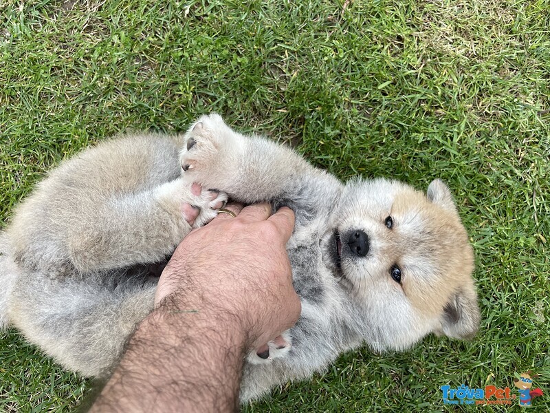 Meravigliosa Cucciolata con Pedigree Enci - Foto n. 1