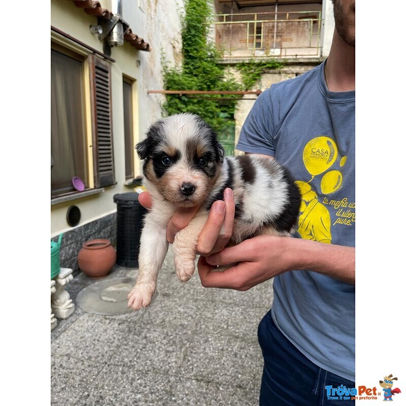 3 Cucciole di Pastore Australiano - Foto n. 1