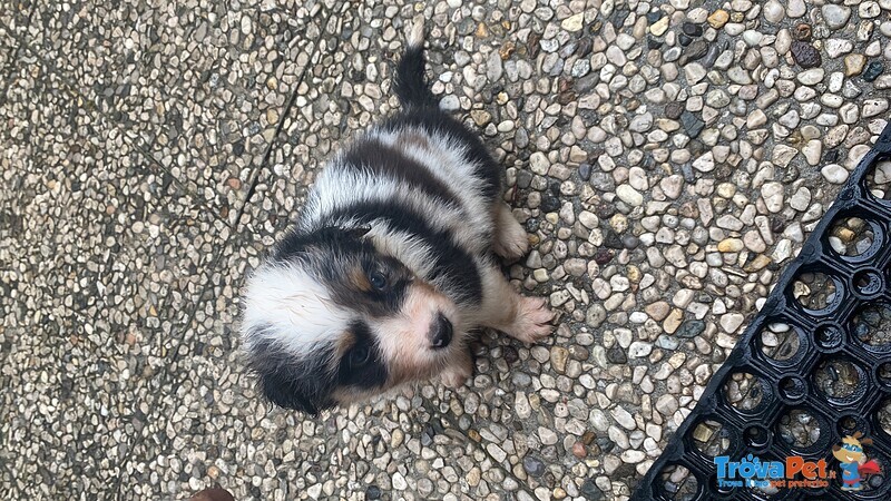 3 Cucciole di Pastore Australiano - Foto n. 3