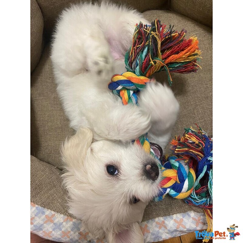 Cuccioli Maltese - Foto n. 1