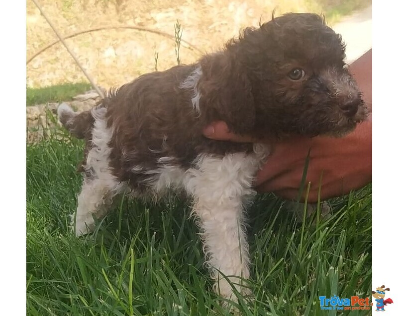 Cuccioli di Lagotto Romagnolo - Foto n. 1