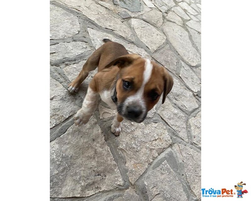 3mesi mix Amstaff Terrier Adottato e nn lo Vogliono+!!urgente Frosinone - Foto n. 1