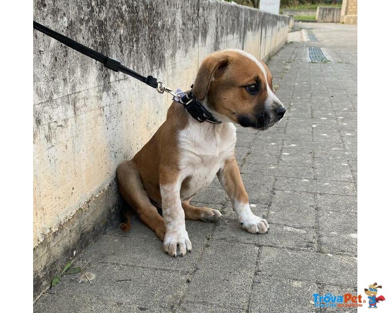 3mesi mix Amstaff Terrier Adottato e nn lo Vogliono+!!urgente Frosinone - Foto n. 2