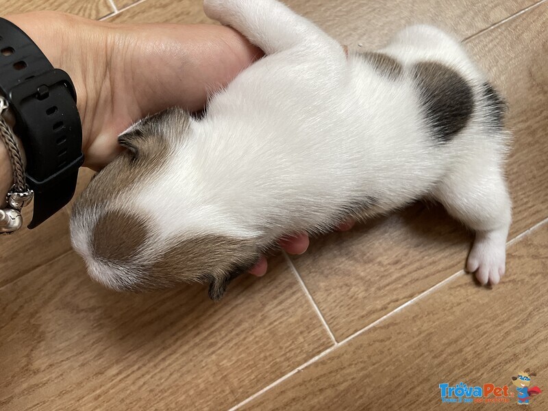 Vendesi Cuccioli di Bulldog Francese - Foto n. 3