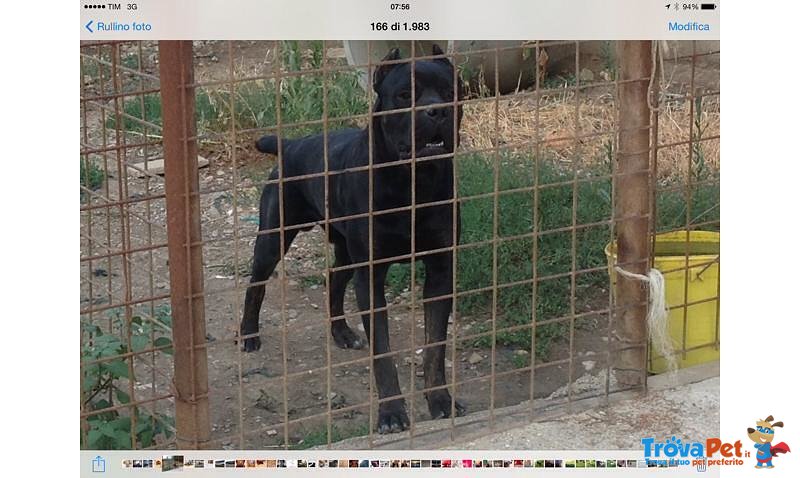 Cuccioli cane Corso Italiano - Foto n. 2