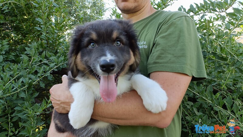 Cuccioli Pastore Australiano con Pedigree - Foto n. 3