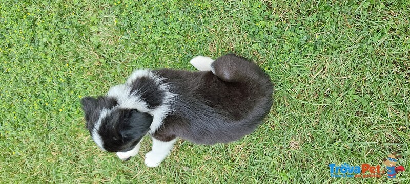 Cucciole di Border Collie - Foto n. 3