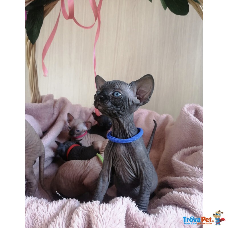 Gattini Sphynx con Pedigree Anfi - Foto n. 1