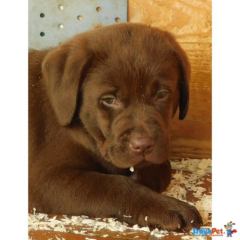 Labrador Cuccioli Cioccolato Enero - Foto n. 2