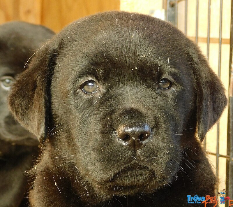 Labrador Cuccioli Cioccolato Enero - Foto n. 3