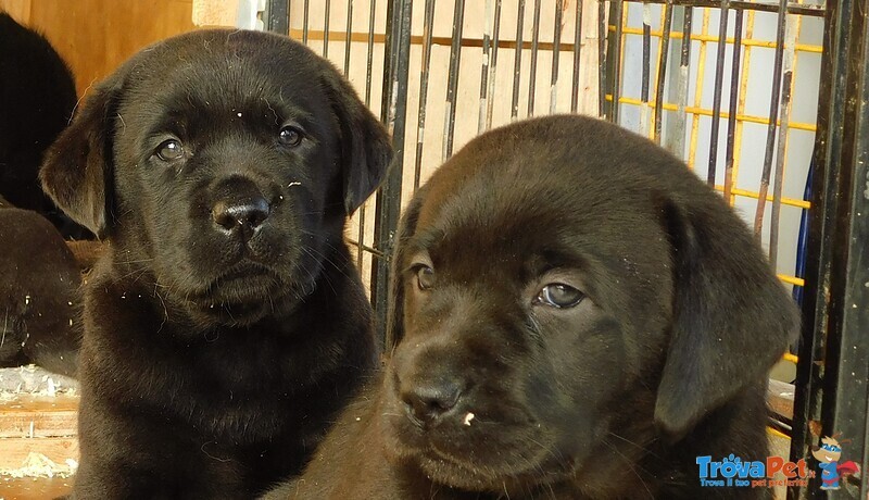 Labrador Cuccioli Cioccolato Enero - Foto n. 5