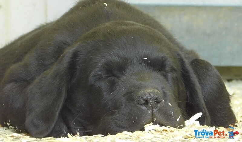 Labrador Cuccioli Cioccolato Enero - Foto n. 6