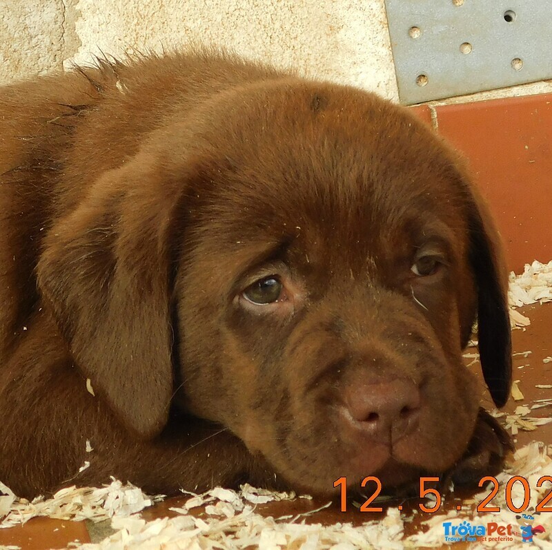 Labrador Cuccioli Cioccolato Enero - Foto n. 7