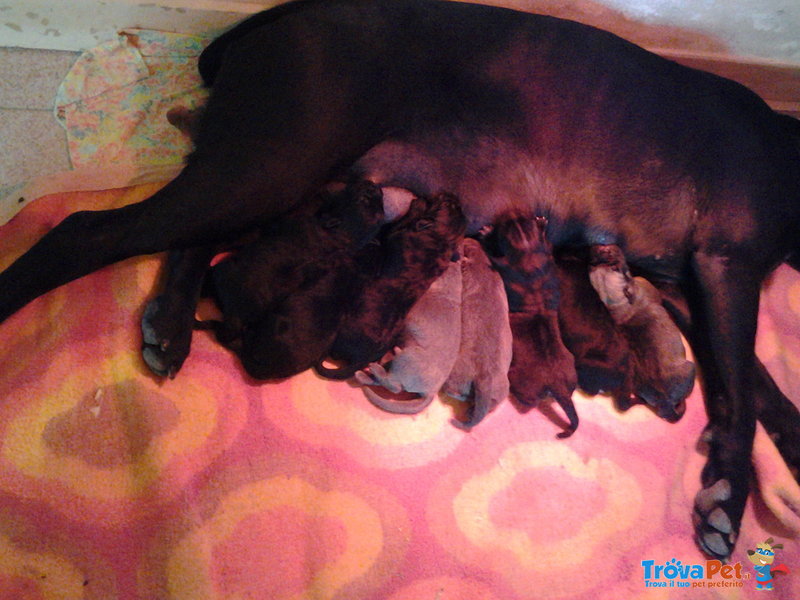 Cuccioli cane Corso Italiano - Foto n. 3