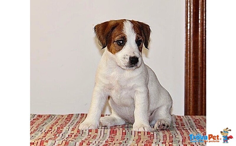 Cuccioli jack Russell Terrier - Foto n. 1