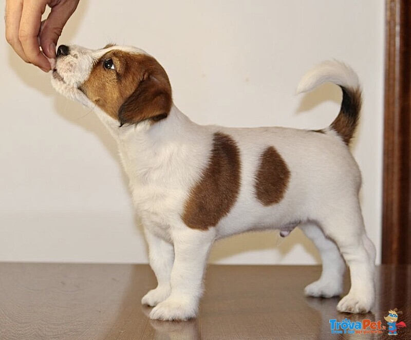 Cuccioli jack Russell Terrier - Foto n. 3