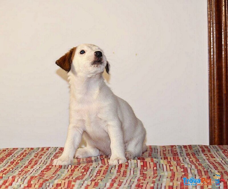 Cuccioli jack Russell Terrier - Foto n. 6