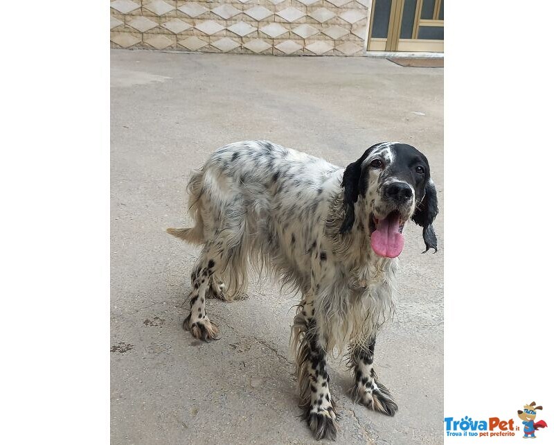 Setter 11anni..solita Storia..carriera Caccia Finita ed è solo 1peso! Napoli Aiuto X Asia - Foto n. 1