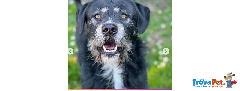 Mix Spinone/schnauzer 2/3anni Dolcissimo Dalla vita non ha Avuto Ancora Nulla,in Canile Roma - Foto n. 1