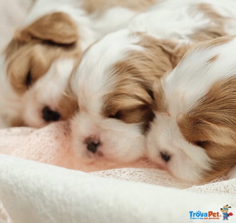 Cuccioli di Cavalier king ruby e Blenheim - Foto n. 1