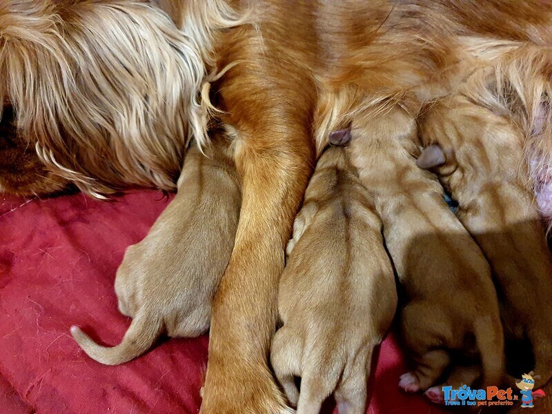 Cuccioli di Cavalier king ruby e Blenheim - Foto n. 4