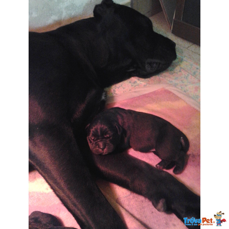 Cuccioli cane Corso Italiano - Foto n. 4