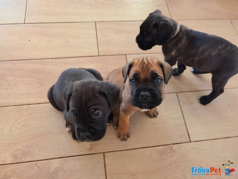 Cuccioli di cane Corso - Foto n. 2